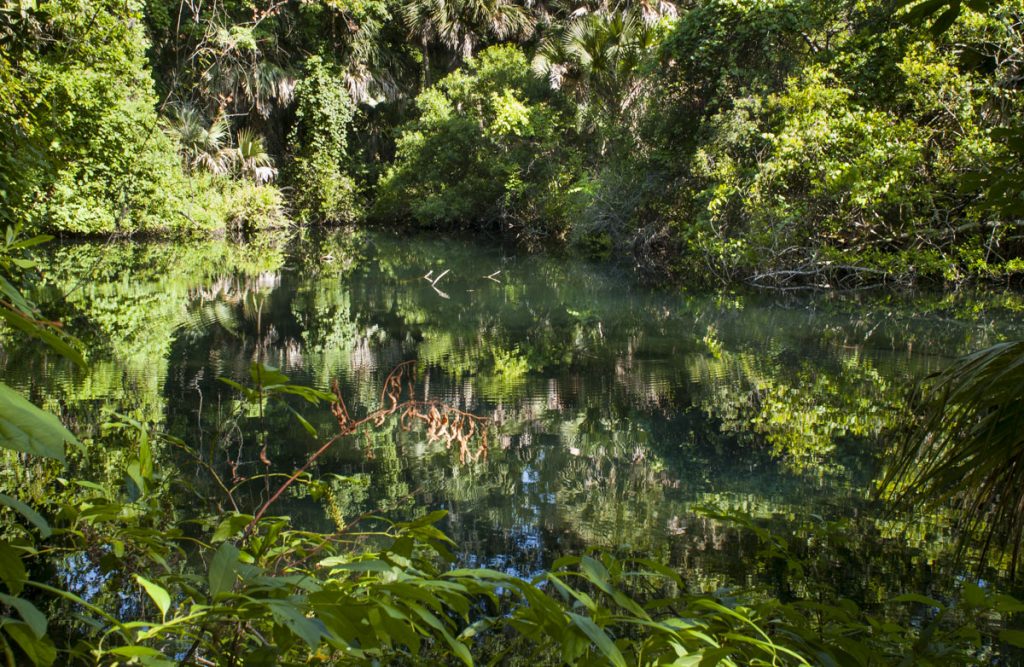 Witherington Spring in Orange County