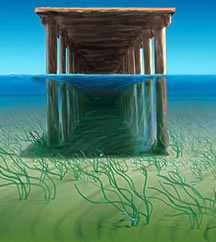 dockart Artist rendering of a dock with aquatic grass