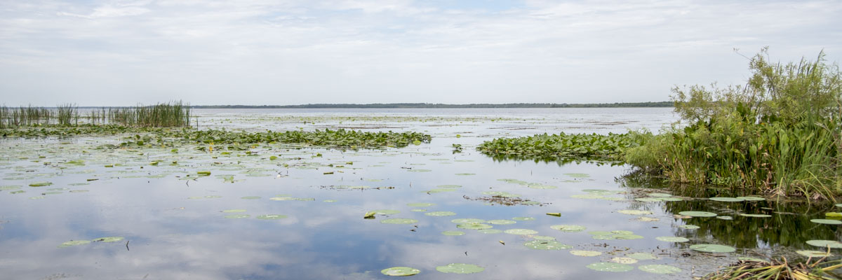 LIttoral zone at Lake Griffin