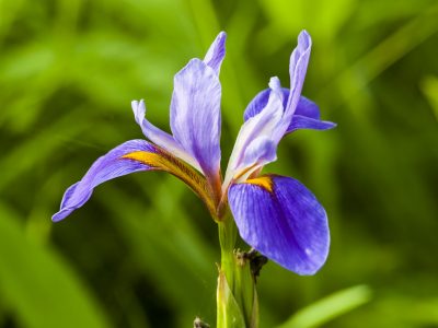 Iris virginica (Virginia Iris, Blue Flag Iris) out at Bayard Conservation Area Blue Flag Iris in bloom