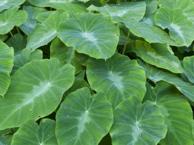 Taro A dense cluster of Wild Taro