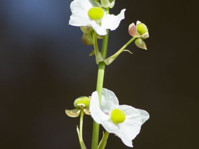 Duck Potato (Sagittaria lancifolia) Duck-potato flower