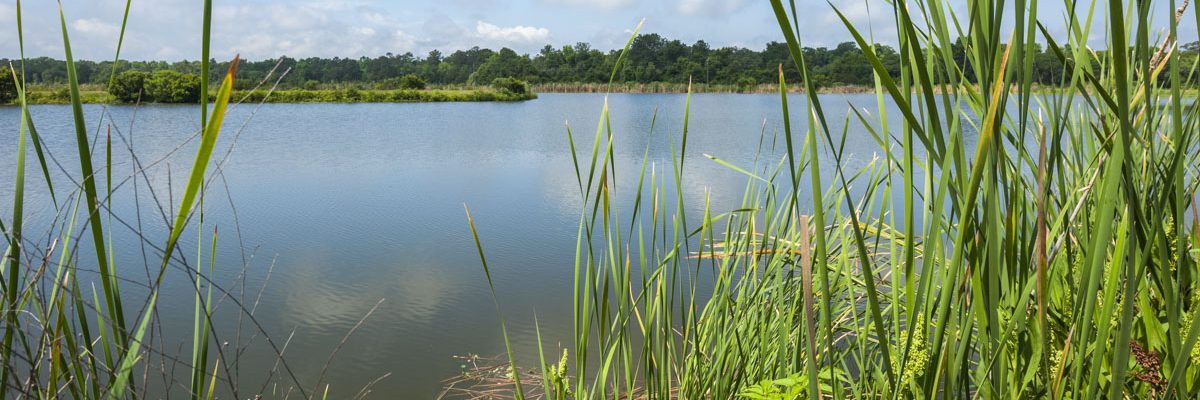 Deep Creek Conservation Area — Edgefield Storwater treatment area