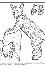 St. Johns River coloring sheet number 5