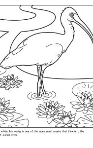 St. Johns River coloring sheet number 9