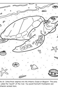 St. Johns River coloring sheet number 13
