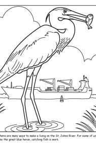 St. Johns River coloring sheet number 15