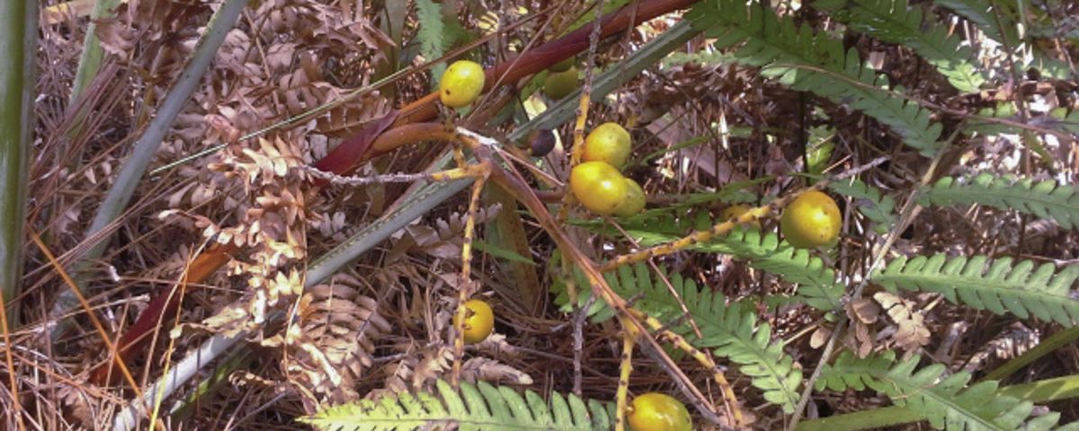 Saw palmetto berries