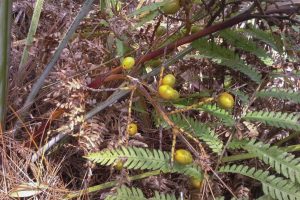 Saw palmetto berries