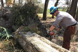 District staff member cutting up a fallen tree