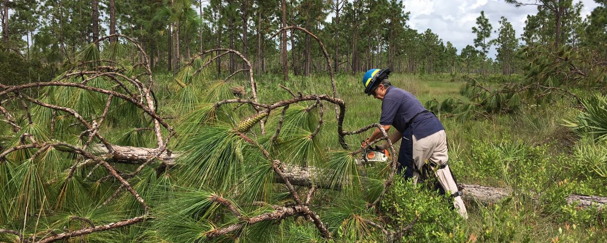 District staff member cutting up a fallen tree