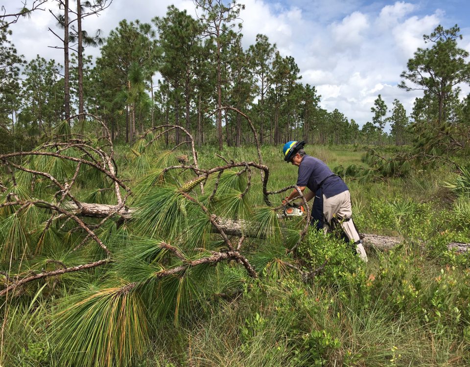 District staff member cutting up a fallen tree