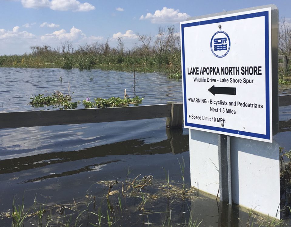 Flooding at the Lake Apopka North Shore Wildlife Drive