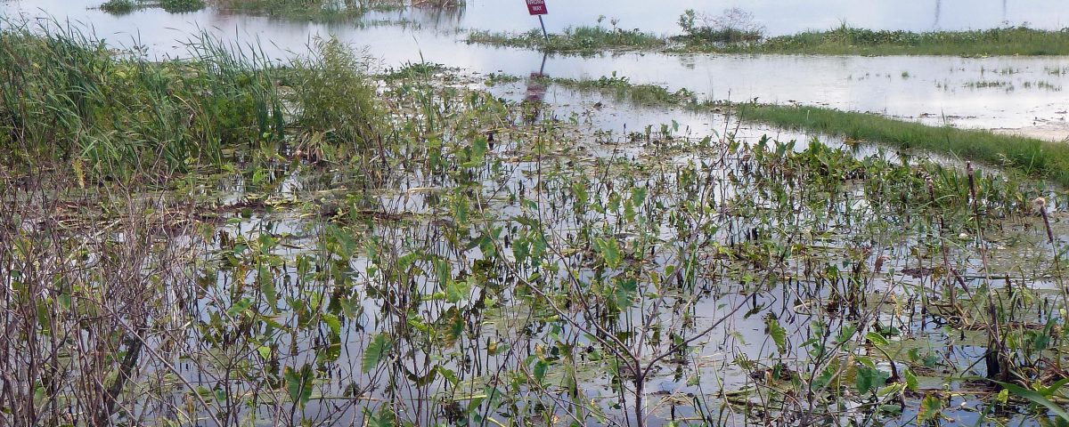 Flooding at Lake Apopka North Shore