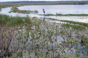 Flooding at Lake Apopka North Shore