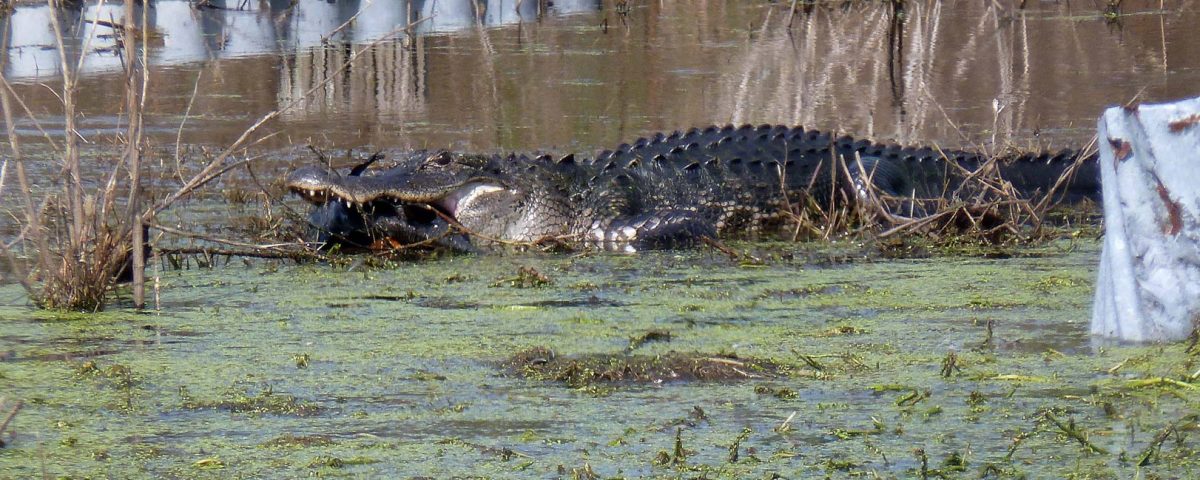Alligator eating a fish