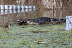 Alligator eating a fish