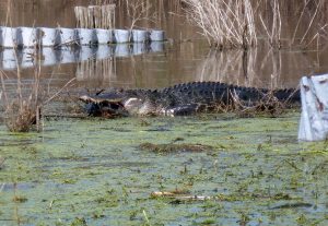 Alligator eating a fish