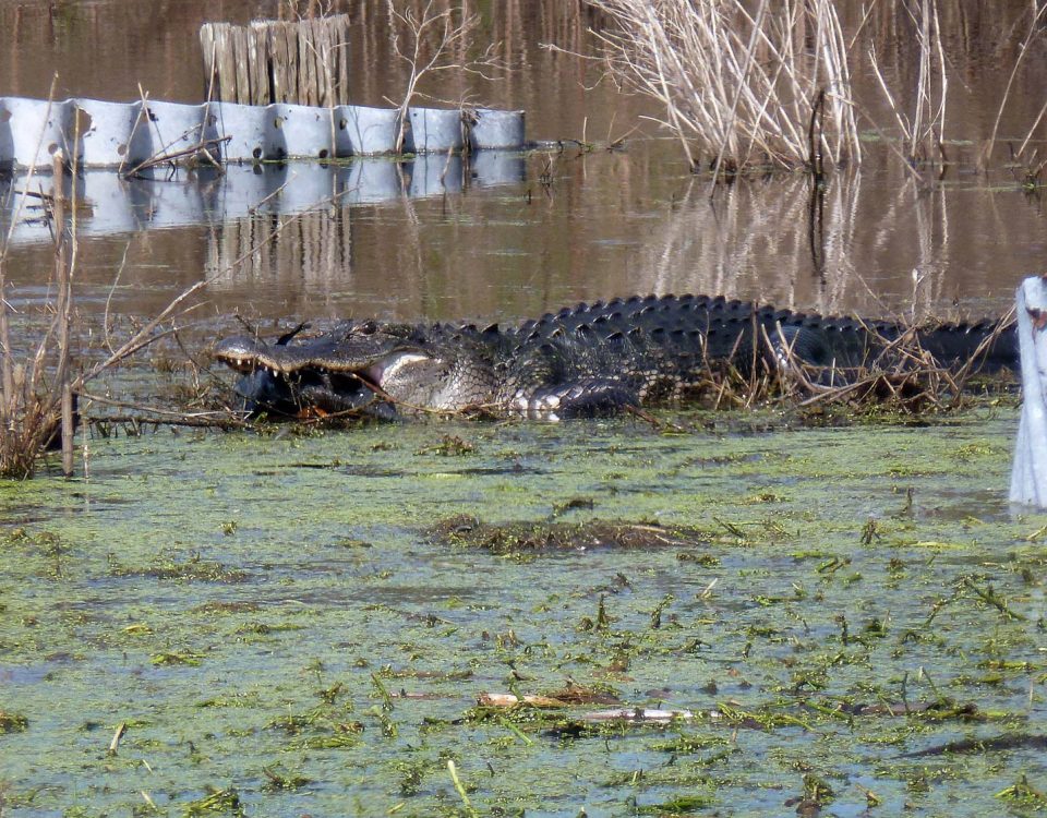 Alligator eating a fish