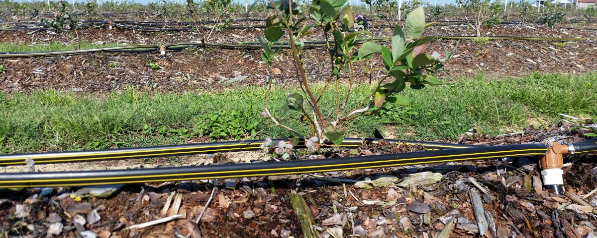 Micro-drip irrigation at a blueberry farm