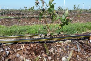 Micro-drip irrigation at a blueberry farm