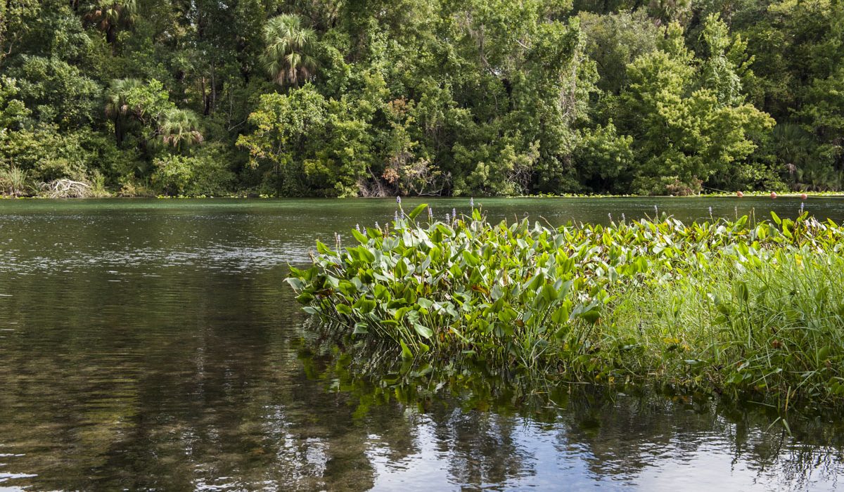 Plants growing at Alexander Springs
