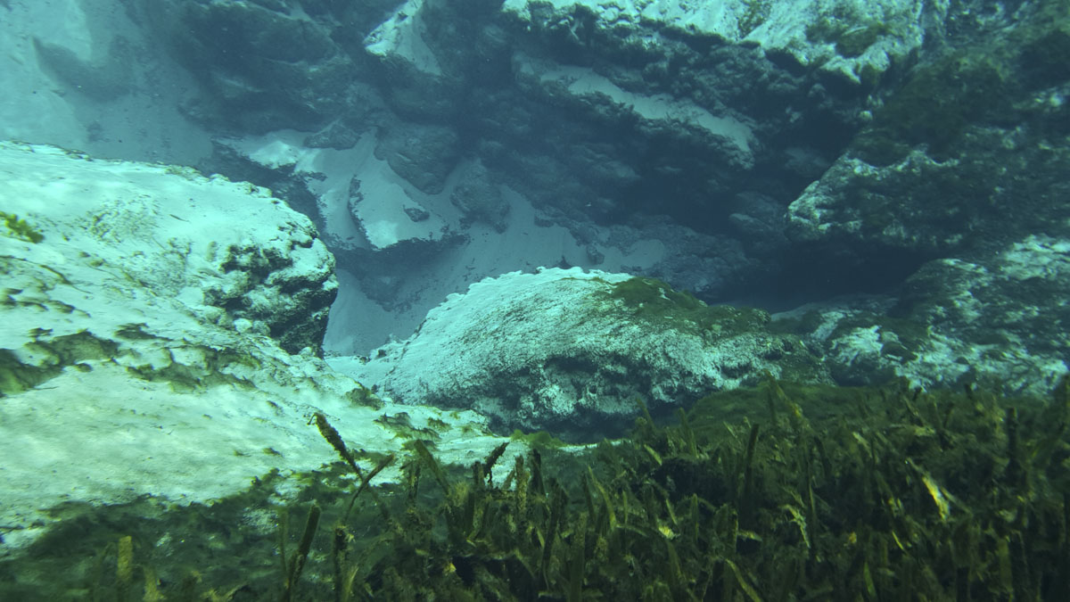 Spring vent at Alexander Springs