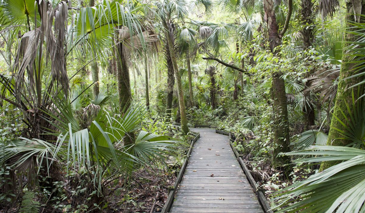 Boardwalk at Alexander Springs