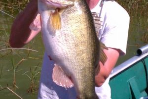Fisherman with largemouth bass caught on Lake Apopka
