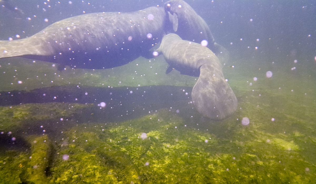 Manatee at Blue Spring in Volusia County