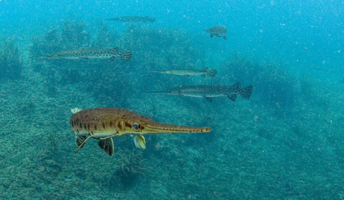 Gar fish at Silver Springs