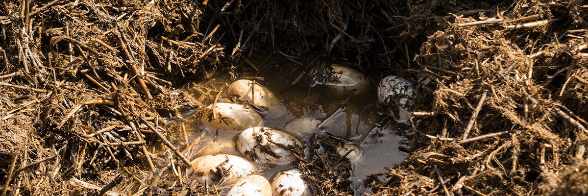 Alligator eggs in a nest