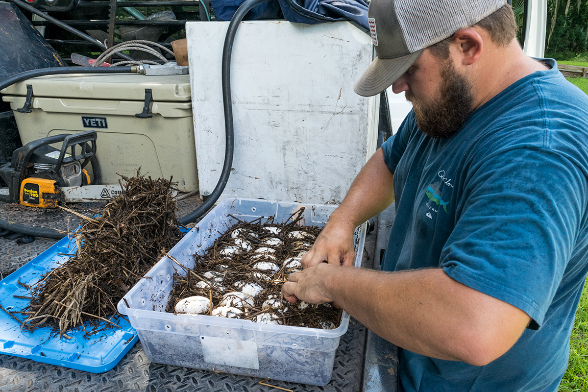 Person carefully packing alligator eggs