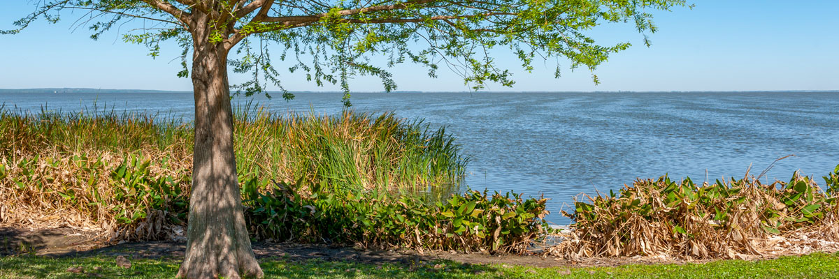 Cypress tree along the shore of Lake Apopka