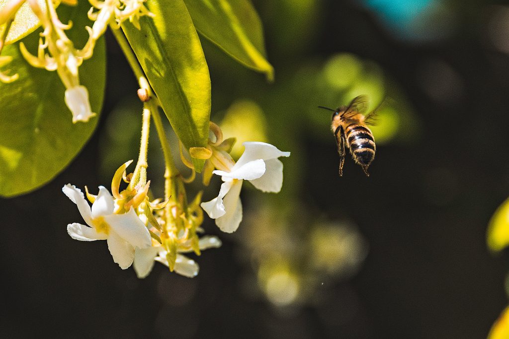 honey bee flower apiary lease Bee flying towards a flower