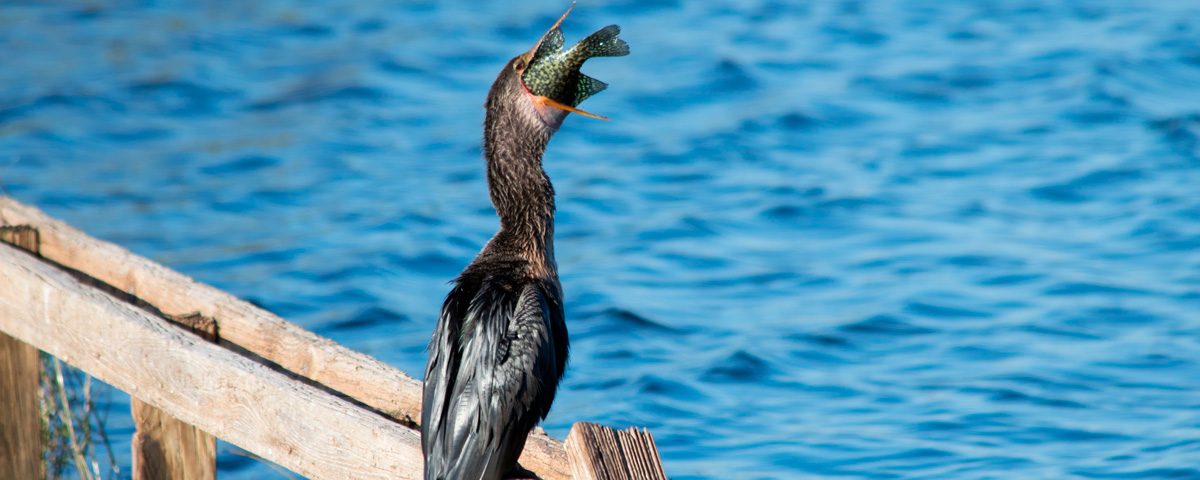An anhinga eating a fish at the Lake Apopka North Shore