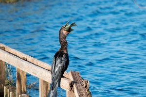 An anhinga eating a fish at the Lake Apopka North Shore