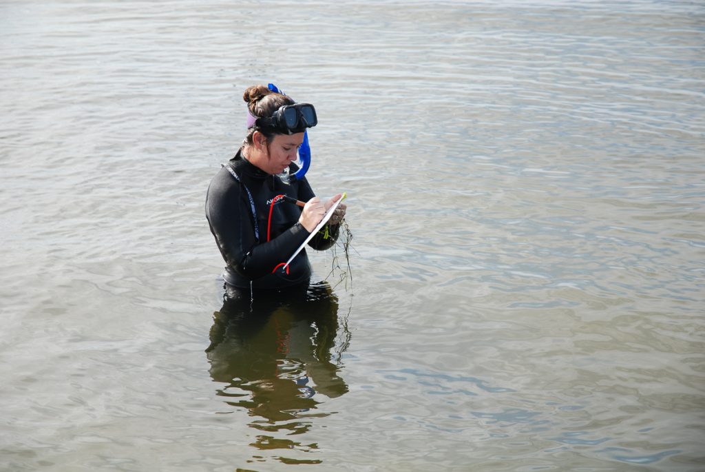 Lauren Hall monitoring seagrass in the Indian River Lagoon Lauren Hall standing in the water writing on a clipboard