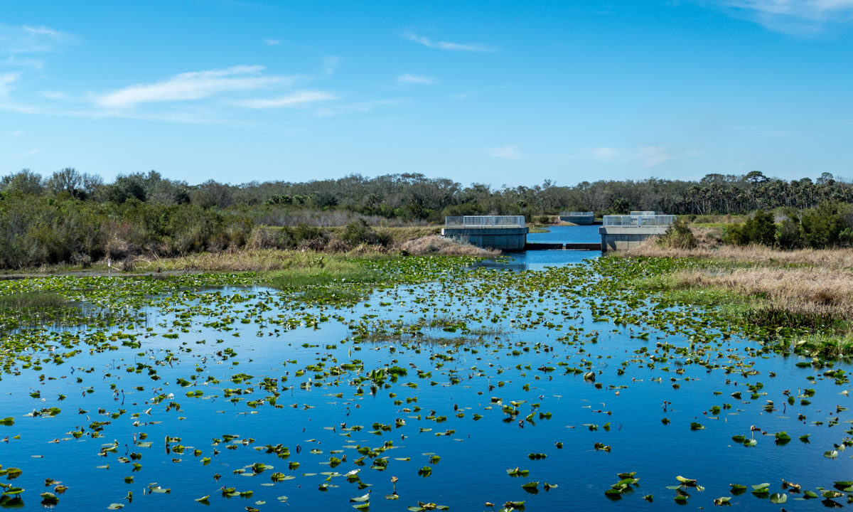 Micco Water Management Area Impounded water area full of lily pads at the Micco Water Management Area