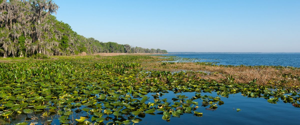 Lily pads along the edge of Lochloosa Lake