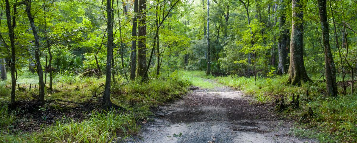 Trail through hardwood forest at Newnans Conservation Area