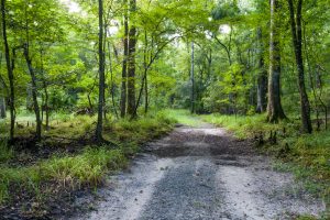 Trail through hardwood forest at Newnans Conservation Area
