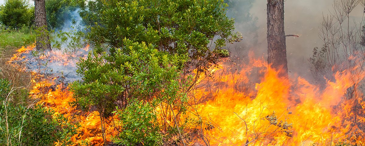 Fire burning through a pine flatwoods