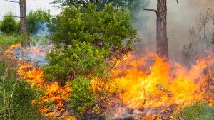 Fire burning through a pine flatwoods