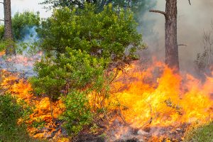 Fire burning through a pine flatwoods