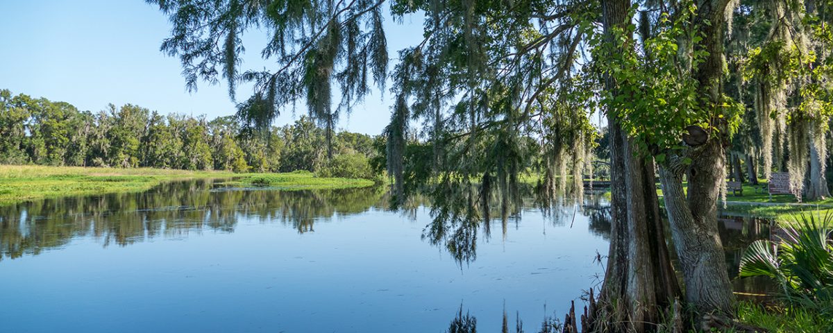 Cypress trees stretching over the Wekiva River