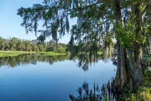 Cypress trees stretching over the Wekiva River