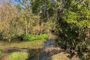 Little Wekiva River flowing through a forest