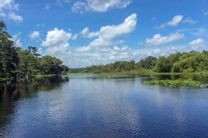 Wekiva River under a blue sky with puffy clouds