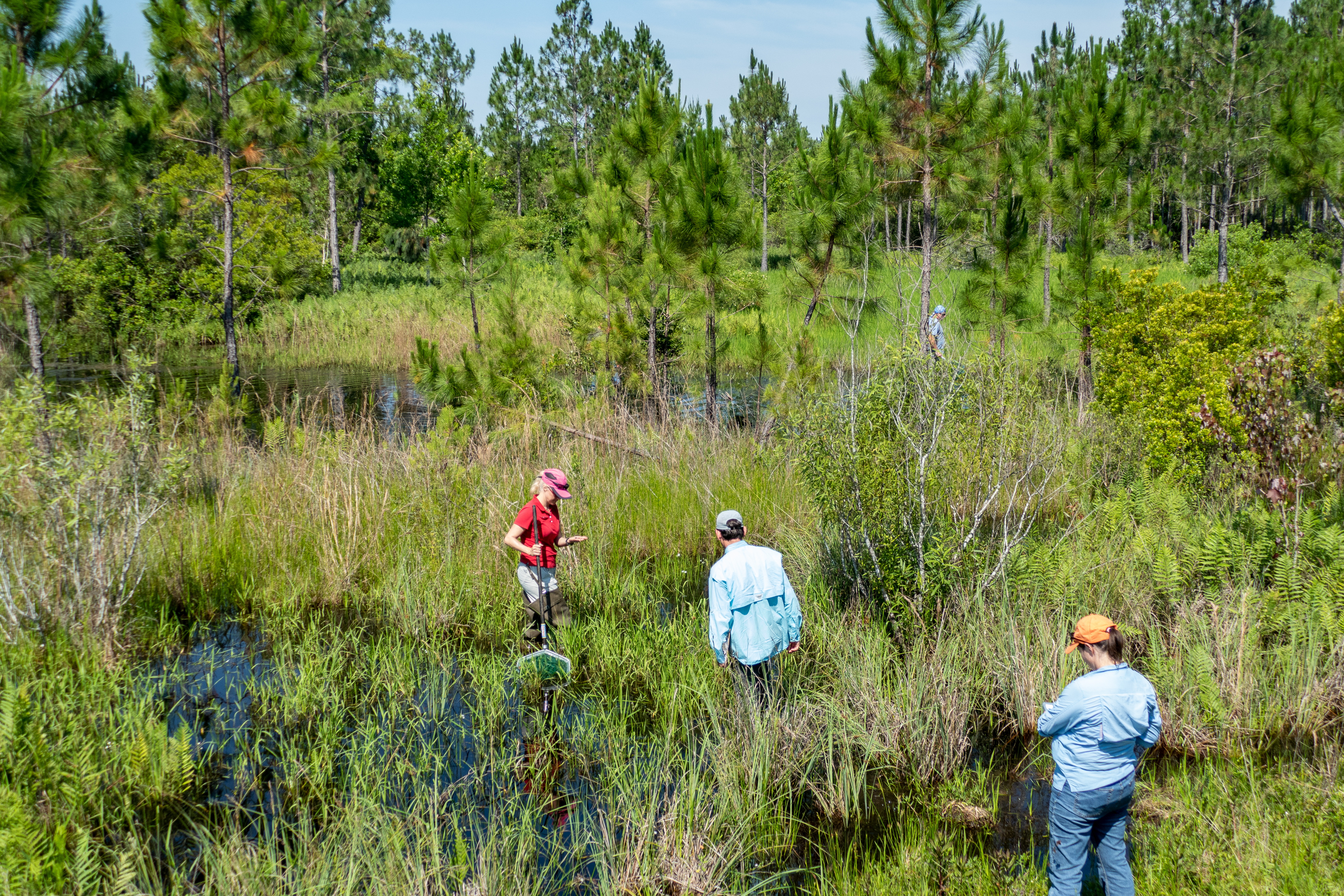 Bio blitz at Silver Springs Forest District staff inventoring flora and fauna in a wetland at Silver Springs Forest Conservation Area